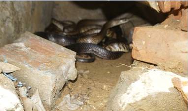 Mô hình nuôi rắn lấy trứng mang lại hiệu quả kinh tế cho gia đình