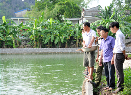 Hoàn thiện quy trình sản xuất giống và nuôi thương phẩm cá Rô Tổng Trường tại Ninh Bình