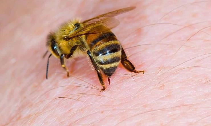 Khám phá thú vị về lợi ích của nọc ong mật