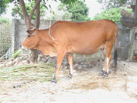 Chọn bò cái hướng thịt và kỹ thuật chăm sóc, nuôi dưỡng