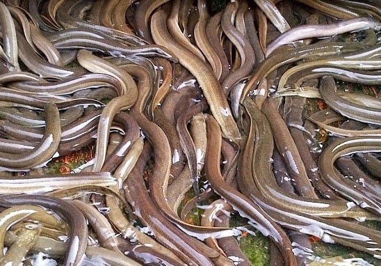 Cách nuôi Lươn trên cạn